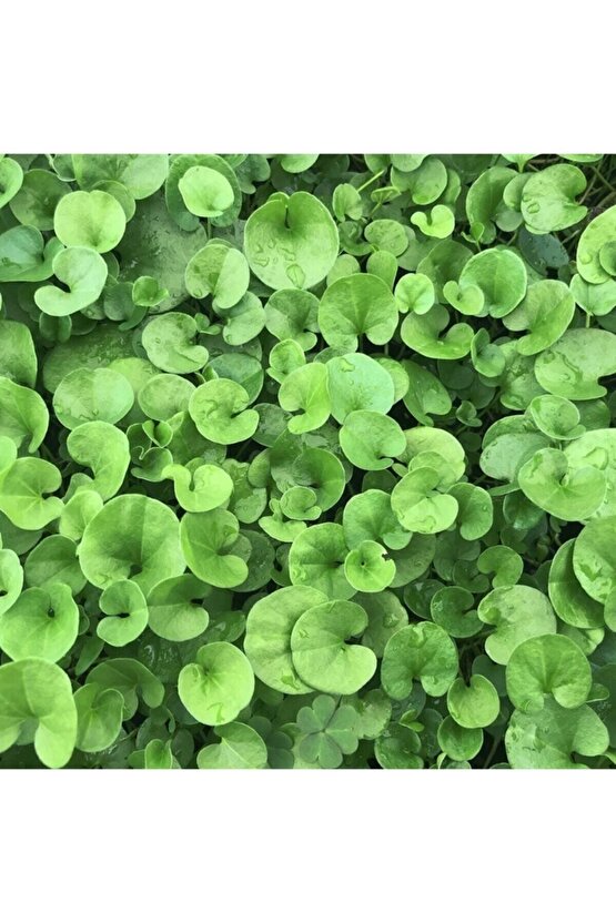 Fare Kulağı Tohumu 250gr Fare Kulağı Çim Tohumu Kundura Çimi Gölge Çimi Dichondra Repens