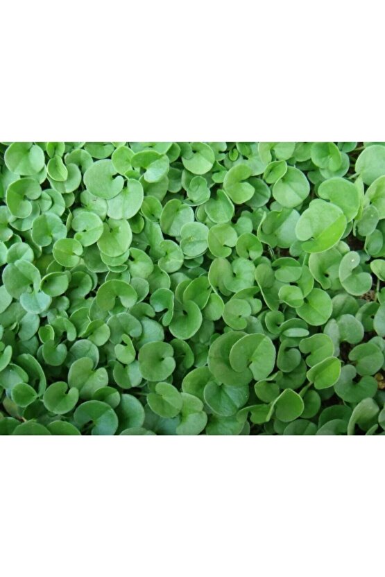 Fare Kulağı Tohumu 250gr Fare Kulağı Çim Tohumu Kundura Çimi Gölge Çimi Dichondra Repens