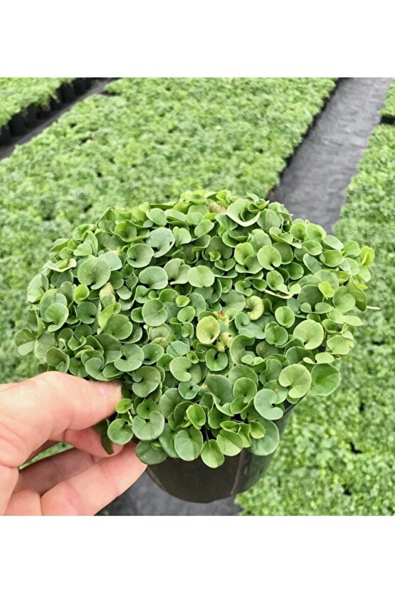 Fare Kulağı Tohumu 250gr Fare Kulağı Çim Tohumu Kundura Çimi Gölge Çimi Dichondra Repens