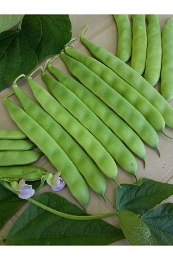 Oturak Fasulye 100 gr