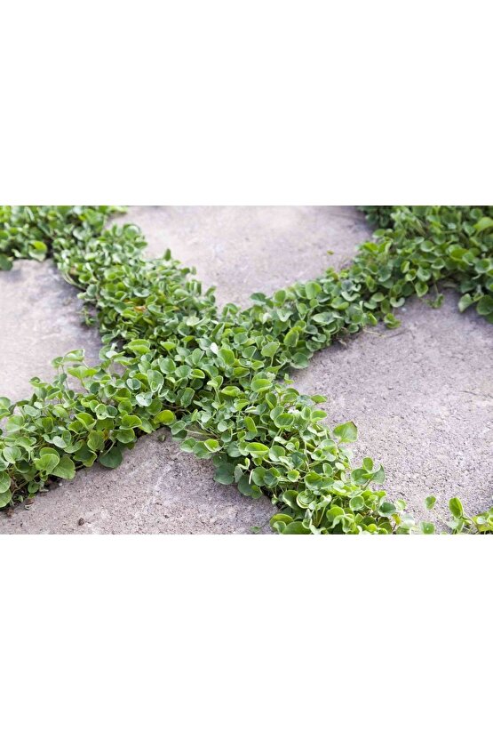 Dichondra Repens Fare Kulağı Tohumu Kundura Çimi 100gr