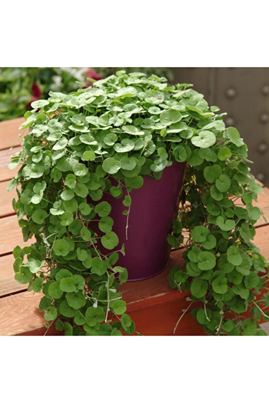 Dichondra Repens Fare Kulağı Tohumu Kundura Çimi 100gr