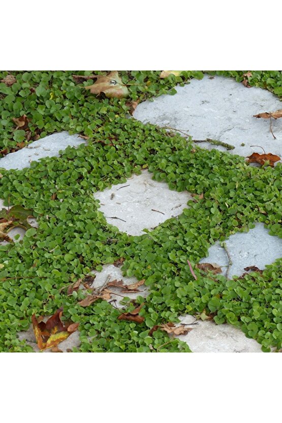 Dichondra Repens Fare Kulağı Tohumu Kundura Çimi 100gr
