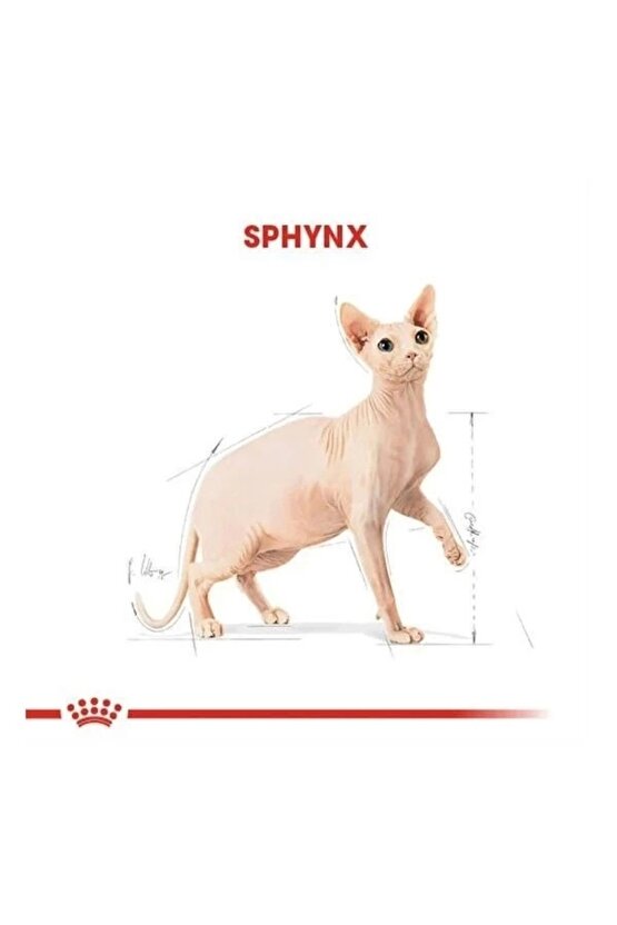 Tüysüz Sphynx Cinsi Yetişkin Kedi Maması 2 Kg