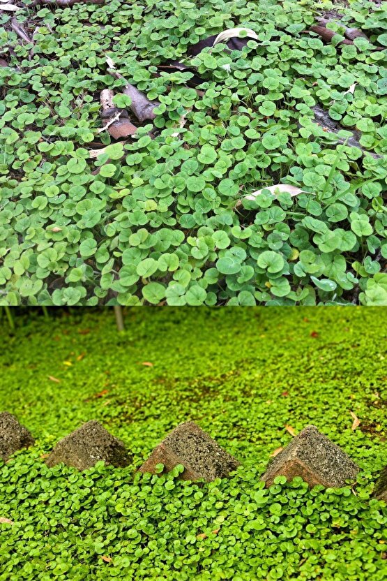 Dichondra Repens Fare Kulağı Tohumu Kundura Çimi 100gr