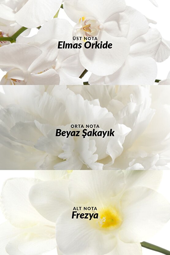Incandessence Kadın Roll On 50 Ml.