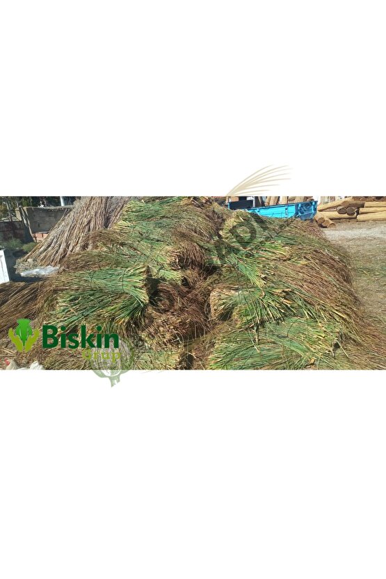 Dekoratif Doğal Püskül Otu, Saçak Otu  Saçak Otu Yükseklik 100 cm x Genişlik 2 Metre