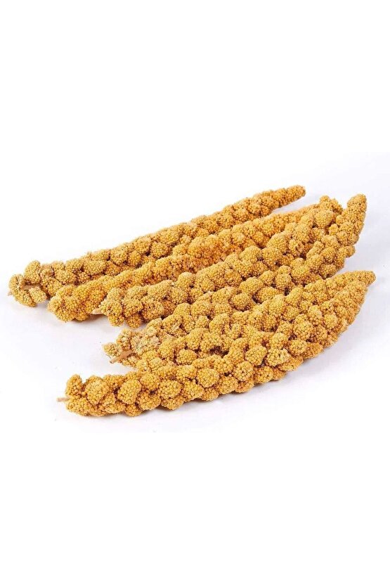 Kızıl Dal Darı - 200 GR