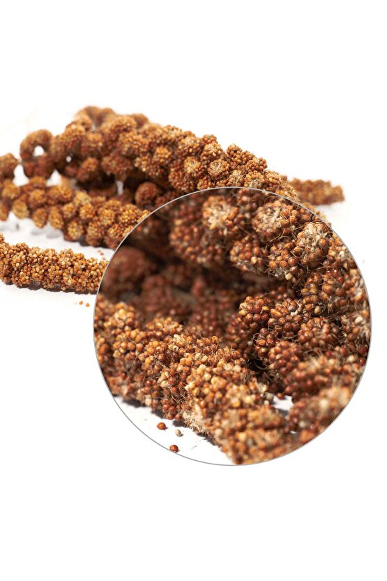Kızıl Dal Darı - 200 GR