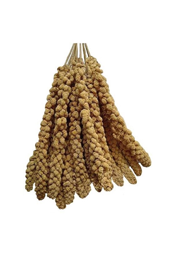 Kızıl Dal Darı - 200 GR