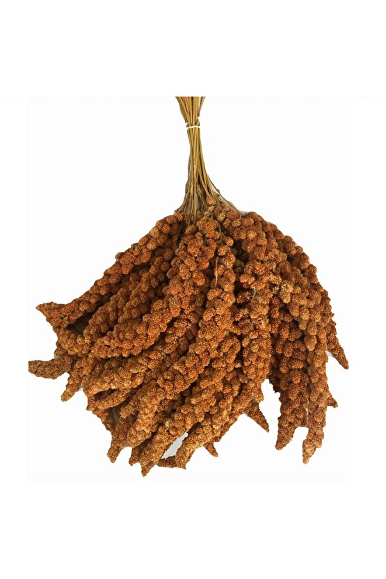 Kızıl Dal Darı - 200 GR