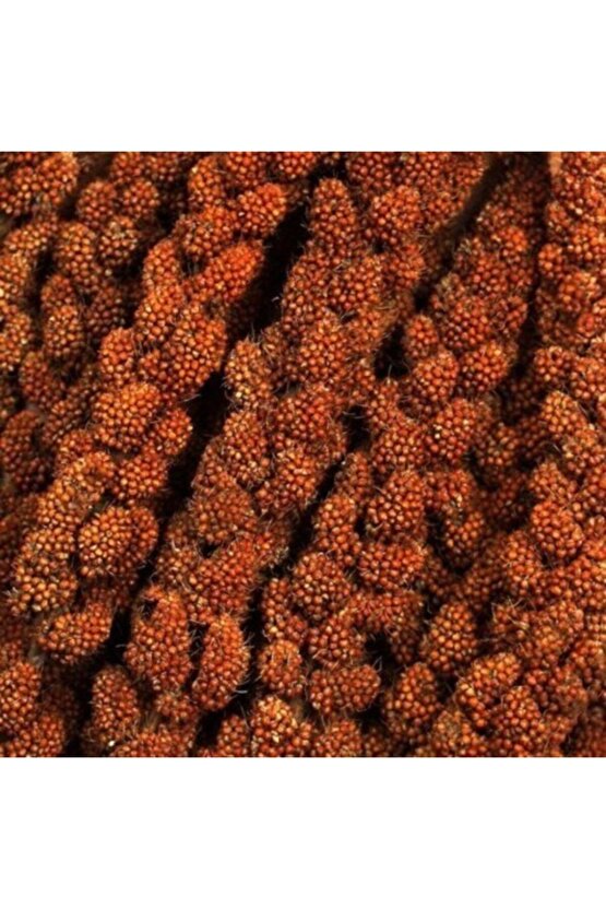Kızıl Dal Darı Yerli Üretim Yeni Mahsul Kuş Yemi 250 gr