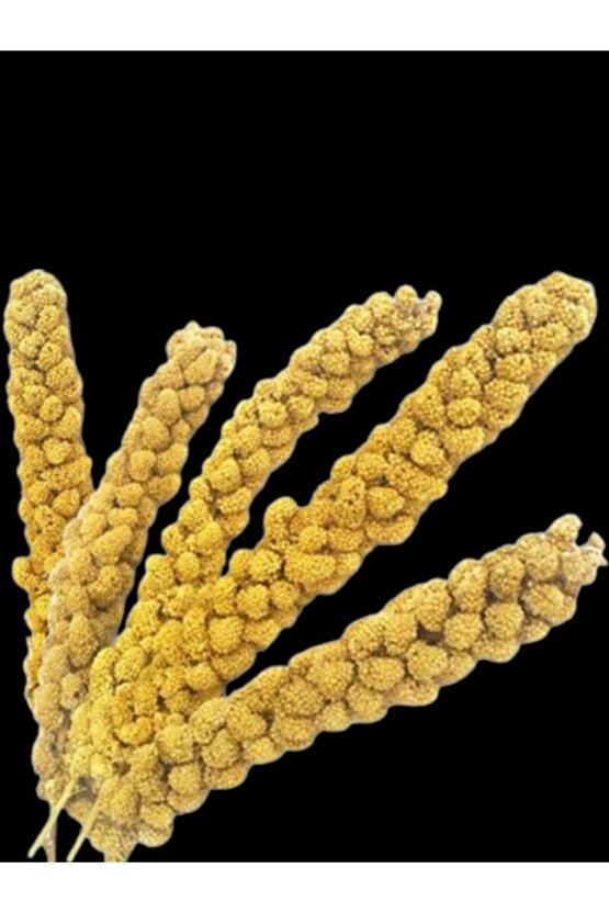 Dal Darı 100 gr Ak Dal Darı Daldarı 100 gr