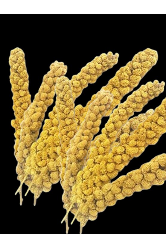 Dal Darı 100 gr Ak Dal Darı Daldarı 100 gr