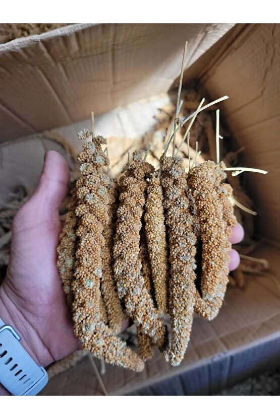 Kızıl Dal Darı (YENİ MAHSUL) 500 gr
