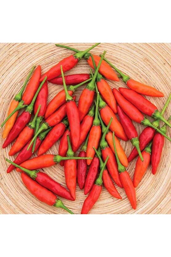 Tabasco acı biber tohumu