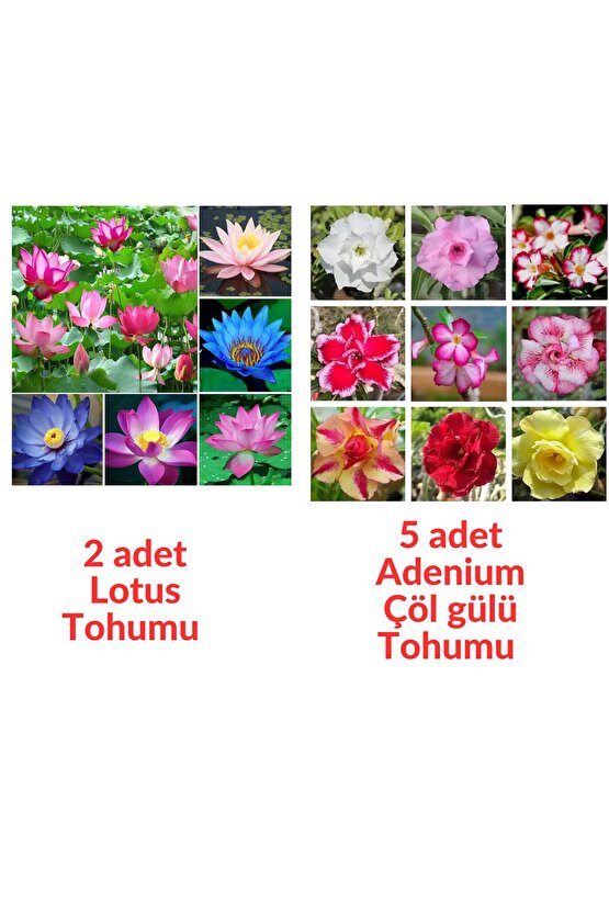 2 Adet Karışık Renklerde Lotus (Nilüfer) Çiçeği Tohumu - 5 Adet Adenium Çöl gülü Tohumu (7 tohum)