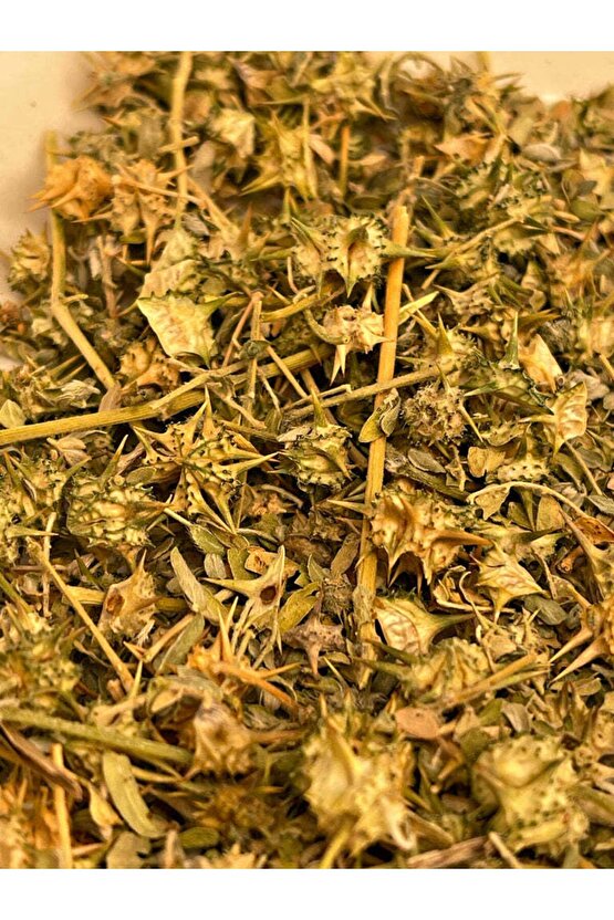 100 Gr Doğal Kurutulnuş Çoban Çökerten Otu - Tribulus Terrestris