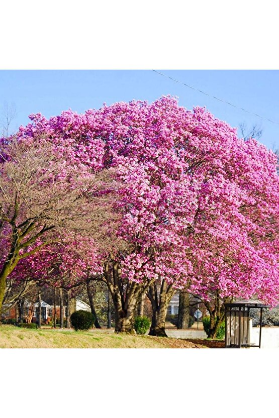 5 Adet - Dünyanın En Hızlı Büyüyen Ağacı Pavlonya Ağaçı Tohumu - Paulownia Ağacı