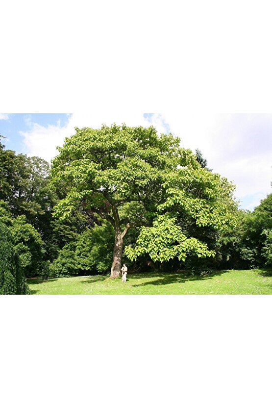 5 Adet - Dünyanın En Hızlı Büyüyen Ağacı Pavlonya Ağaçı Tohumu - Paulownia Ağacı