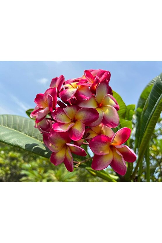Karışık Renklerde 50 Adet Plumeria Tohumu