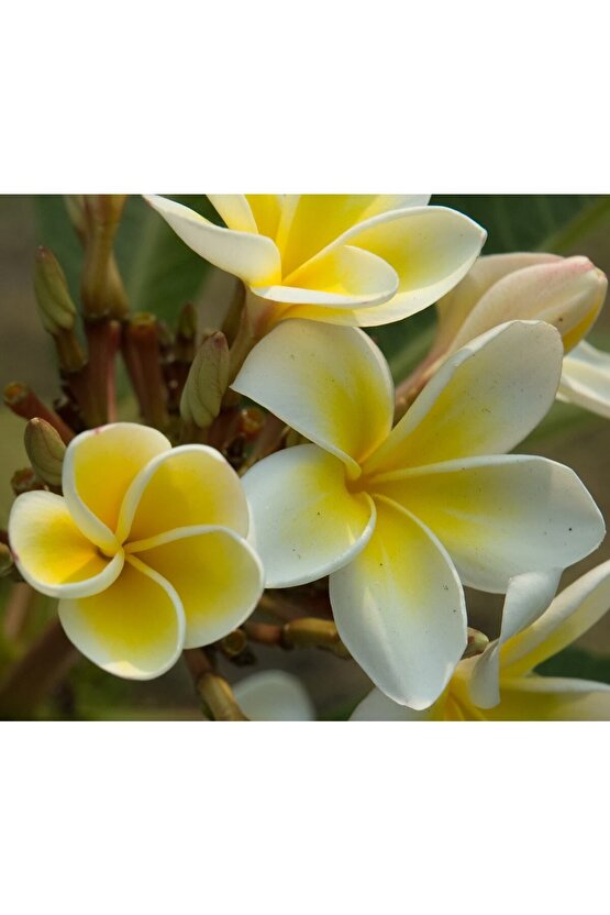 Karışık Renklerde 5 Adet Plumeria Tohumu
