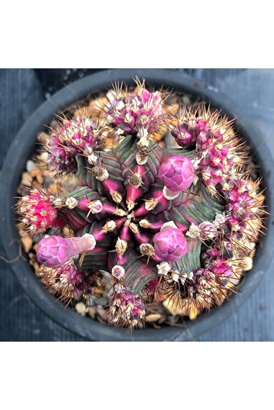 100 Adet Tohum Kaktüs Gymnocalycium Gymno Variegate Mix Karışık Tiger ,lb , Lb Hd, Pink Diamond