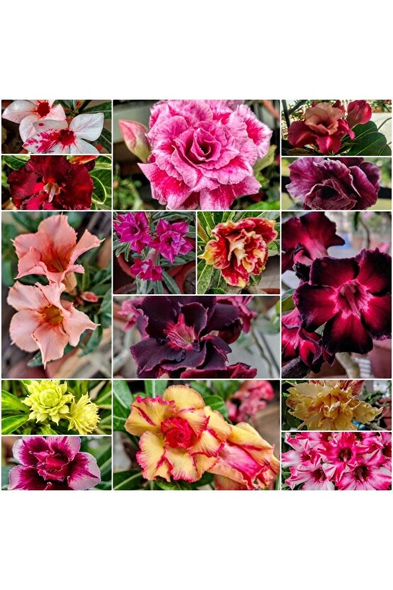 25 Adet Karışık Renklerde Adenium Çöl Gülü Tohumu