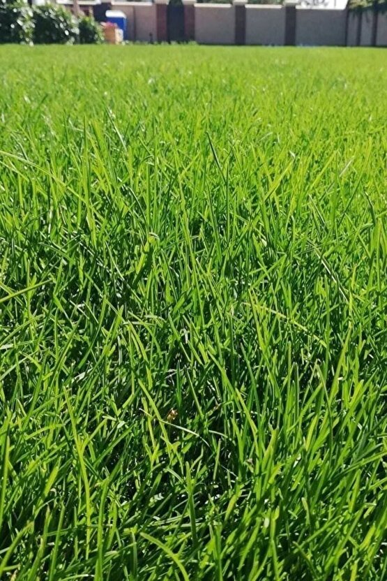 Ithal Çim Tohumu 6 Lı Karışım- Basmaya Dayanıklı 7 Günde Çimlenir 1 Kg