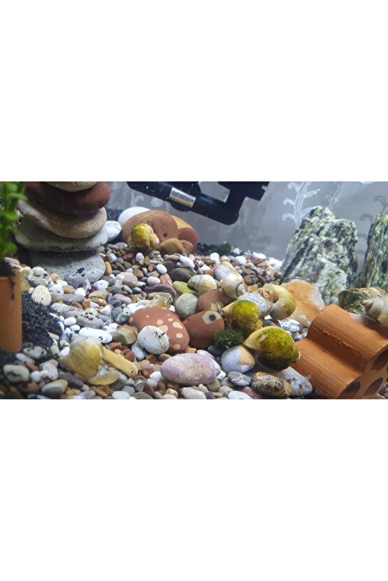 Beyaz Taş 2 Kg 1-2 Cm Beyaz Dolomit Taş Dere Taşı Çakıl Taşı Bahçe Süs Taşı Akvaryum Teraryum Taşı