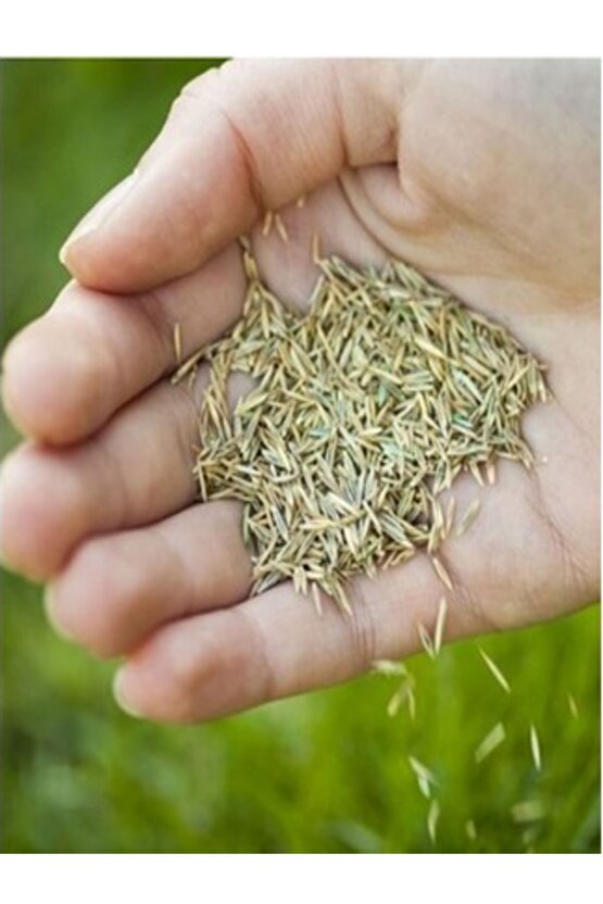 Greenbiz 7 Günde Çimlenen Üzerine Basılabilir Alkano 6lı Karışım Çim Tohumu 1kg
