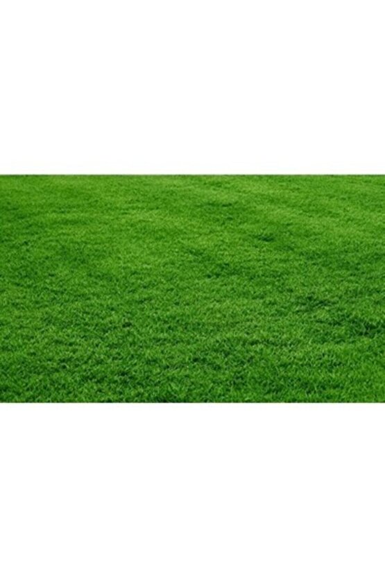 Bermuda Grass Çimi Tohumu (kurak Ve Susuz Alanlara Özel) 1 Kg