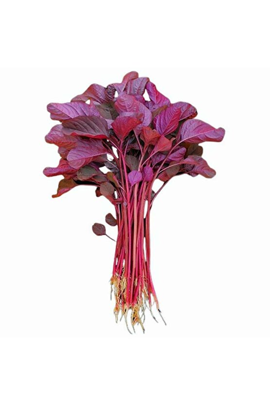 Kırmızı amaranth tohumu geleneksel şifalı amaranthus red garnet
