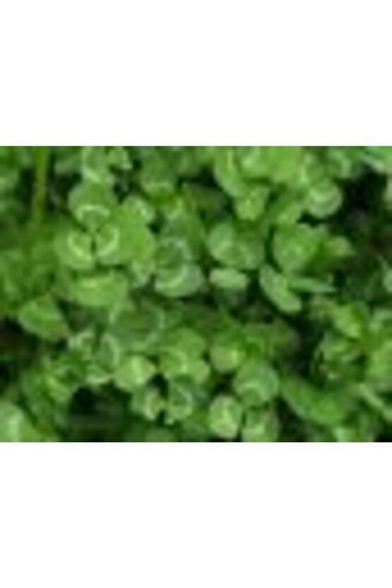 Dsv Ak Üçgül Tohumu 1 Kg Süs Yoncası Üç Yapraklı Yonca Tohumu Trifolium Repens Orjinal Ambalaj