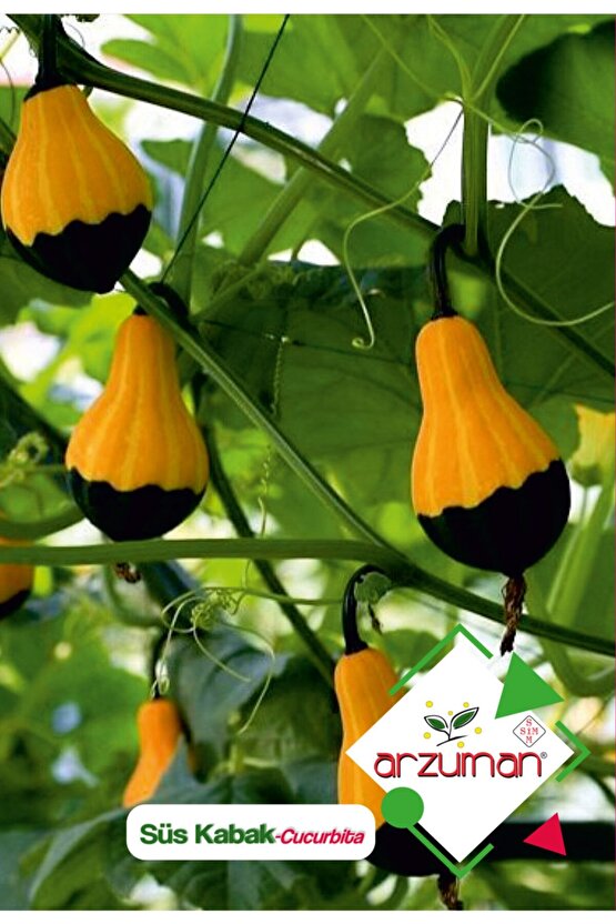 Süs Kabağı (cucurbita P.) Çiçek Tohumu 10 Adet