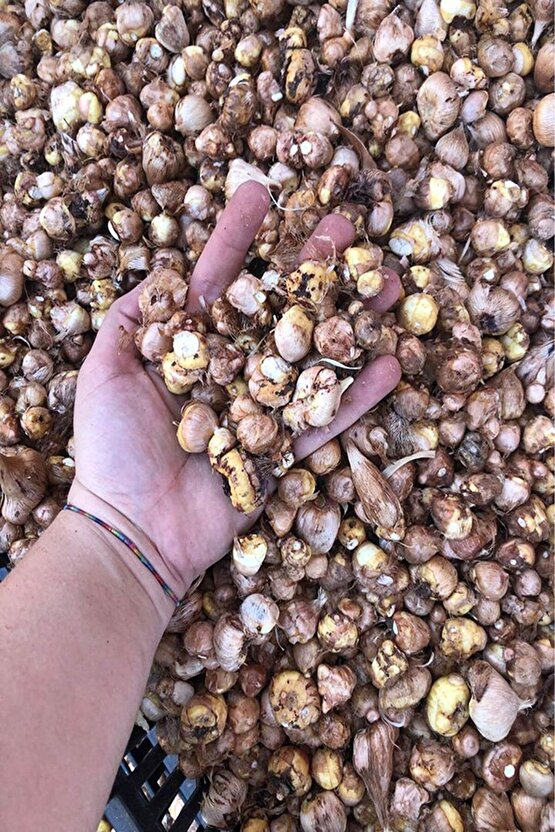 40 Adet Kırmızı Frezya Çiçeği ( Freesia ) Soğanı Mis Kokulu Katmerli