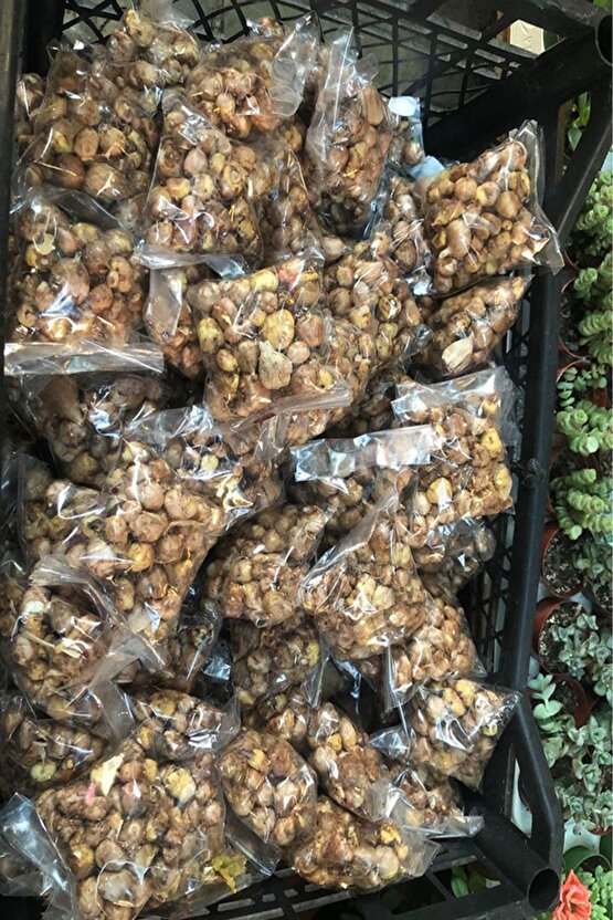 1 Adet Bordo Frezya Çiçeği (arpa çiçeği) Soğanı Katmerli Kokulu