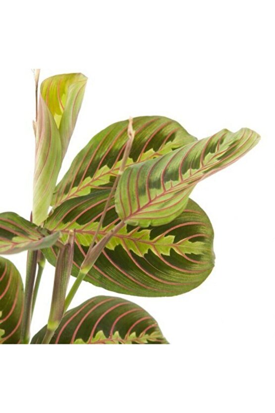 Dua Çiçeği Maranta 30 Cm - Ezan Çiçeği Olarak Bilir Kalatya