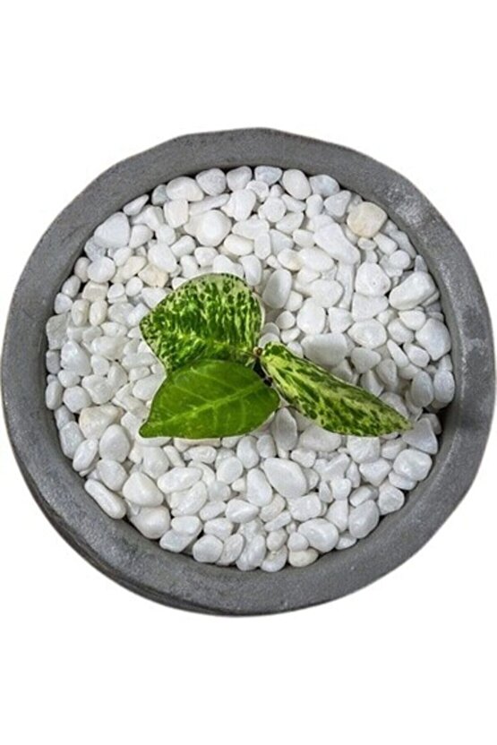 Dolomit Taş 25 Kg 1-2 Cm Beyaz Dolomit Taş Saksı Dibi Dekoratif Taş Teraryum Taşı Bahçe Taşı