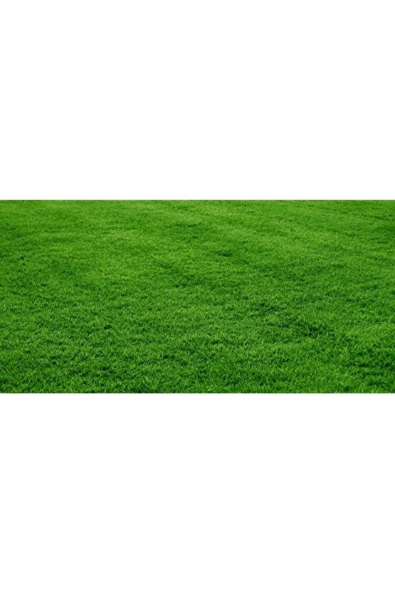 Sonsuz Aksesuar Grass Mixture 4 Çeşit Çim Tohumu 1kg