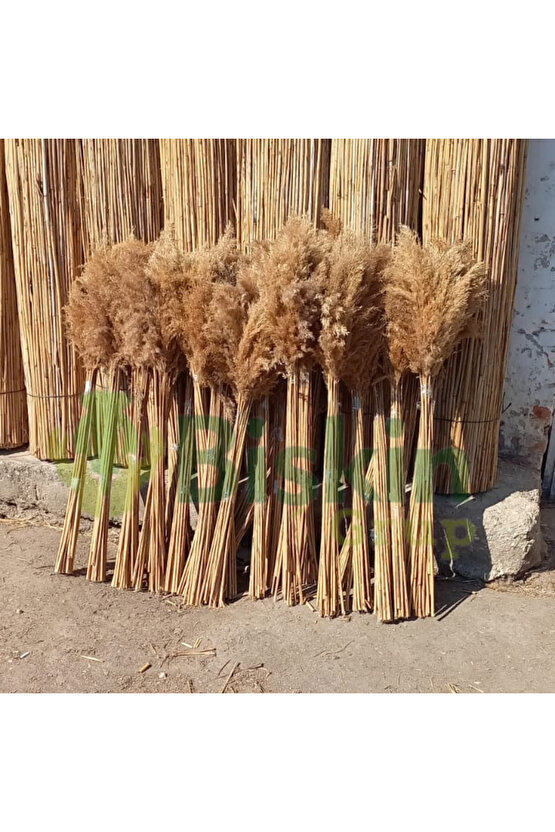 20 Adet Kuru Çiçek Doğal Pampas Dekoratif Ürün