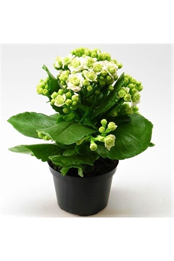 Beyaz Çiçekli Kalanşo ( Kalanchoe ) Çiçeği Ithal Büyük Boy