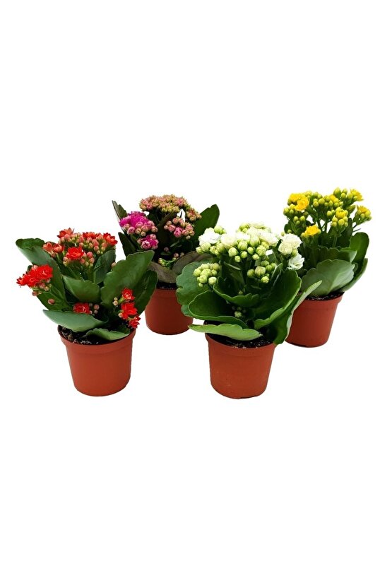 Kalanşo Çiçeği 4 Adet Karışık Renkler