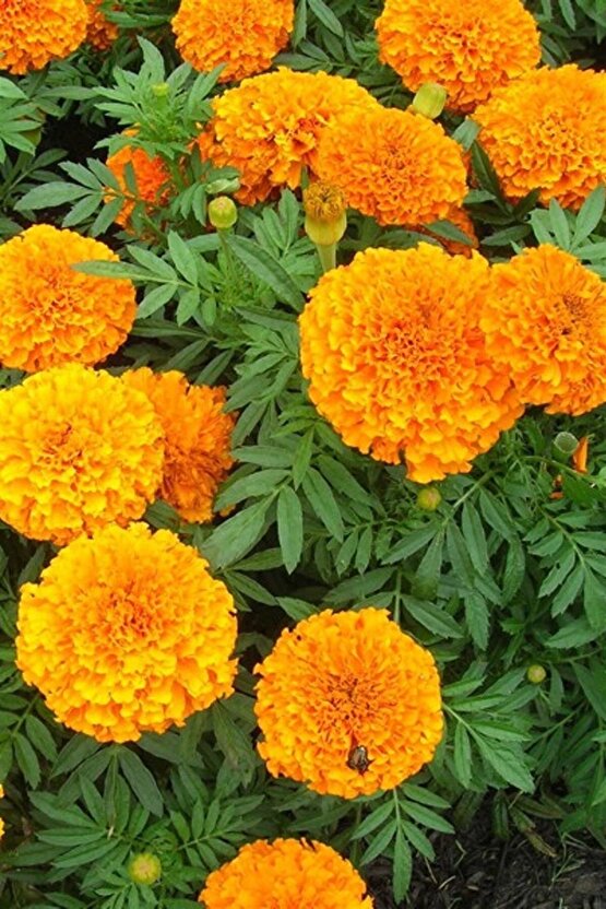 Fransız Kadife Çiçeği Tohumu Bodur Petite Serisi Karışım Tagetes
