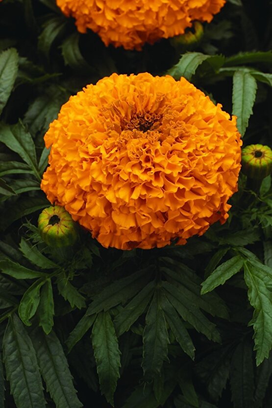 Fransız Kadife Çiçeği Tohumu Bodur Petite Serisi Karışım Tagetes