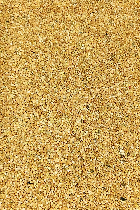 LitaeTrend Muhabbet ve Tüm Egzotik Kuşlar İçin Doğal Taze Tane Sarı Darı - 500 gr
