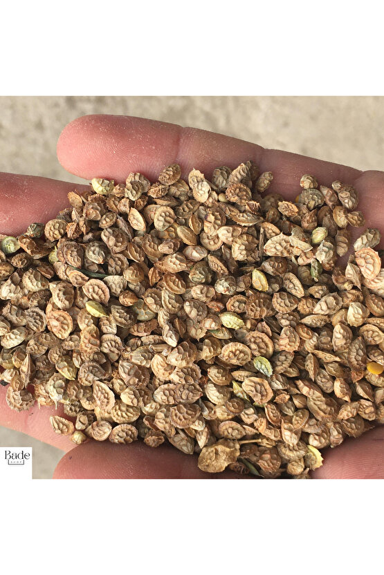 200 gr - Otu Korunga Tohumu