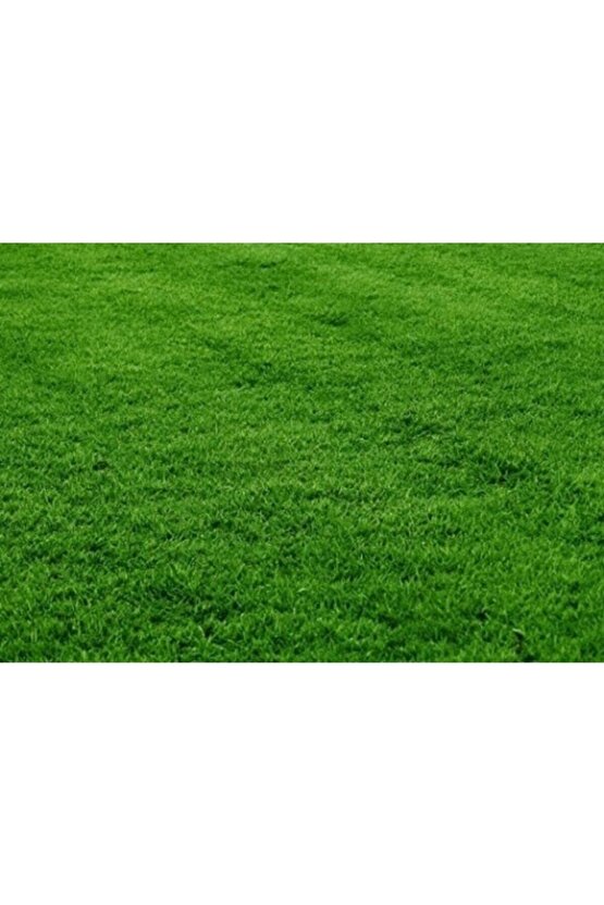 Bermuda Çim Tohumu 1 Kg Bermuda Grass Uganda Çimi Ayrık Tohumu Köpek Dişi Ayrığı Tohumu