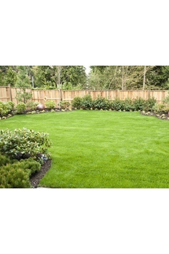 Bermuda Çim Tohumu 1 Kg Bermuda Grass Uganda Çimi Ayrık Tohumu Köpek Dişi Ayrığı Tohumu