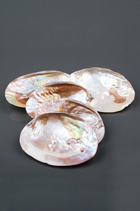 Istiridye Sedef Deniz Kabuğu